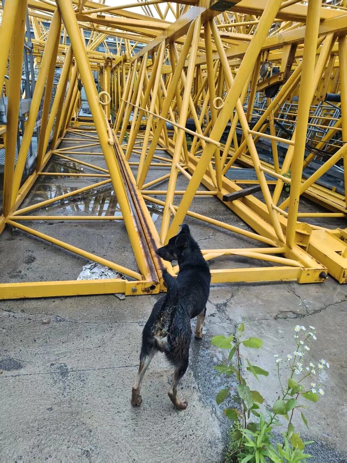 ZOOMLION W7020-12E Flat-Top Tower Crane 5